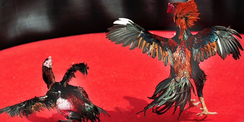 Chế độ dinh dưỡng