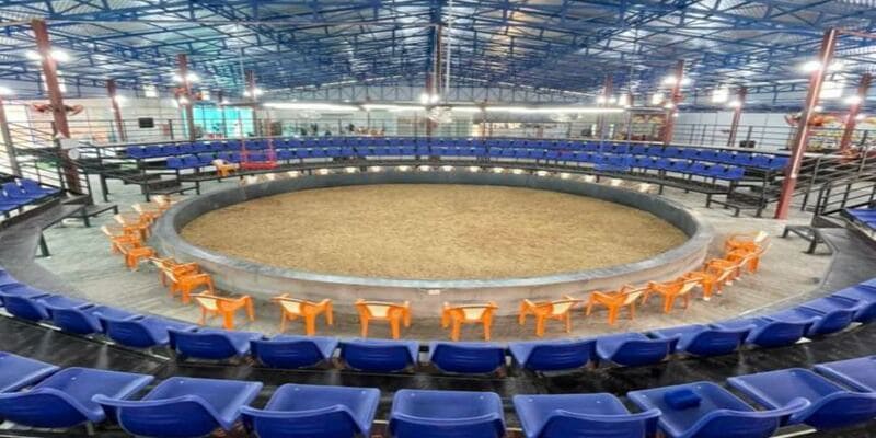 đá gà thomo campuchia trực tiếp