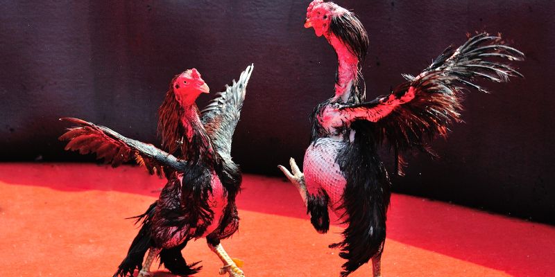 Cockfighting Organization Process