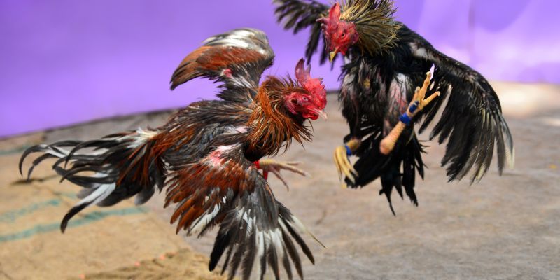 Choosing fighting chicken breeds and care