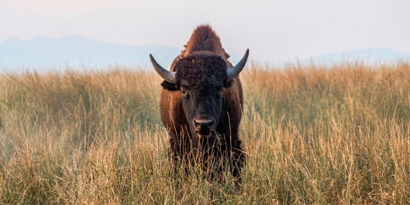Dreaming of buffalo represents harmony with nature and plants.